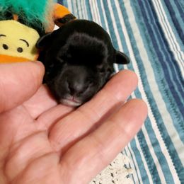 Girl 6 - Portuguese Water Dog puppy in Lakeview, Michigan from Cedar Creek Portuguese Water Dogs