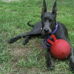 Great Danes from Good dog breeder