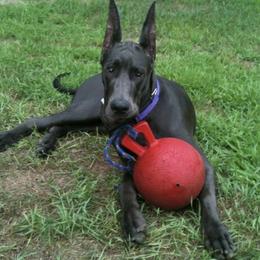 Great Danes from Good dog breeder
