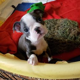 Boston Terrier Puppies from Beatrice's Kennels