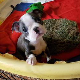 Boston Terrier Puppies from Beatrice's Kennels
