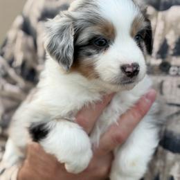 Pringles - Blue merle female Toy Australian Shepherd puppy in Riverton, Utah from Iron Spirit Homestead & Aussies