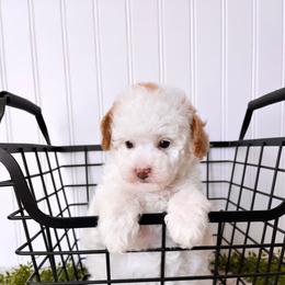 Bernedoodle, Cavalier King Charles Spaniel, Cavapoo, Goldendoodle, and Poodle Puppies from Gypsi Doodles & Poodles LLC.