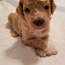 Bernedoodle, Goldendoodle, and Poodle Puppies from Wagging Tailz