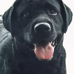 Gem - Labrador Retriever