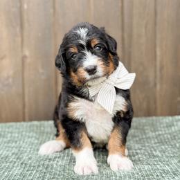 Smee - Tri-color male Bernedoodle puppy in Bellville, Ohio from Bernedoodle Buddies