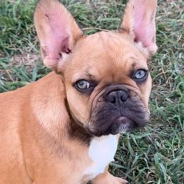 Snickers the Red Fawn - Fawn female French Bulldog puppy in Temple, Texas from Teak’s Texas Frenchie’s