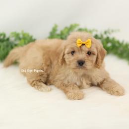 Baron (Orange Collar Male) - Apricot male Cavapoo puppy in Republic, Missouri from Red Skye Puppies