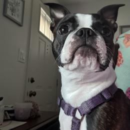 Boston Terrier Puppies from Boston Kup Breeders