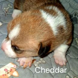 Boy 1 - male Pembroke Welsh Corgi puppy in Kingman, Kansas from Tiny Titans K9