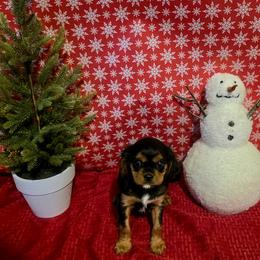 Milton - Black and tan male Cavalier King Charles Spaniel puppy in Pennsylvania from Julie's Cavalier King Charles Spaniels