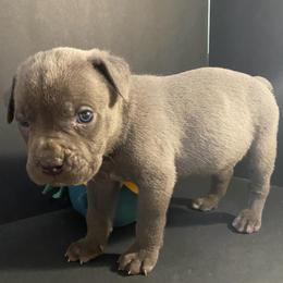 Light blue collar - Gray male Cane Corso puppy in Atlanta, Georgia from Brandy Horne