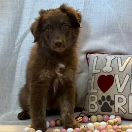 Mocha Joe - Red tri-color male Australian Shepherd puppy in Rochelle, Illinois from Countryside Kennels and Aussies