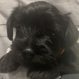 Boy 1 - Black Miniature Schnauzer puppy in Mountain Home, Idaho from Kissack Kennels