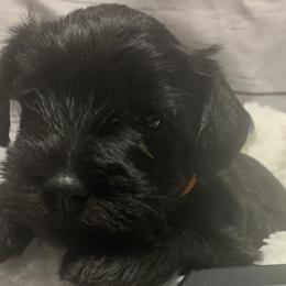 Boy 1 - Black Miniature Schnauzer puppy in Mountain Home, Idaho from Kissack Kennels