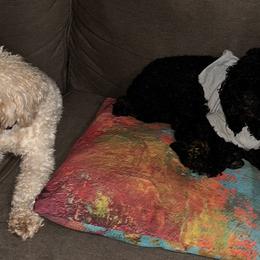 Poodles from ToyPoodle lover