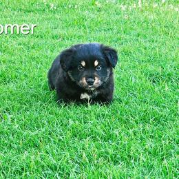 Boomer - Black tri-color male Australian Shepherd puppy in Owensboro, Kentucky from JnT's Bluegrass Mini Aussies
