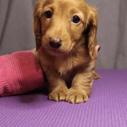 Bunny - Red female Dachshund puppy in Liberty, Texas from Sweetnlow Dachshund (Doxies)