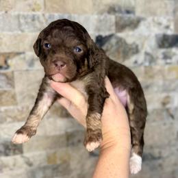 Finch - Brown male Bernedoodle puppy in Midland, Michigan from Northern Charm Farm