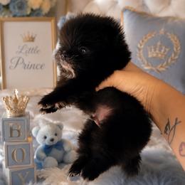 TINY Tater tot charting 3lbs - Black male Pomeranian puppy in Childersburg, Alabama from A Sample Of Gods Love Kennels
