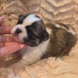 Tyson - Sable spotted white male Chihuahua puppy in Brooksville, Florida from Daystars Chihuahuas