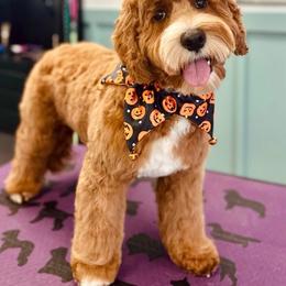 Goldendoodle puppies from MyKy Puppies