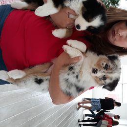 Australian Shepherd Puppies from CinchTight