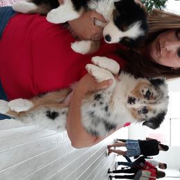 Australian Shepherd Puppies from CinchTight