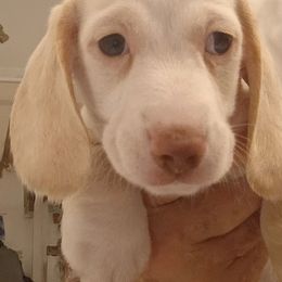 Dasher - Cream male Dachshund puppy in Pahrump, Nevada from Heaven Sent Doxies