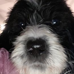 Girl 1 Eleanor - Phantom Bernedoodle puppy in Landisville, Pennsylvania from Debbies Doodles