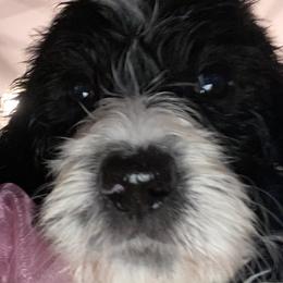 Girl 1 Eleanor - Phantom Bernedoodle puppy in Landisville, Pennsylvania from Debbies Doodles