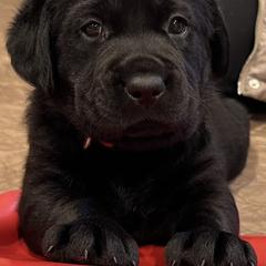 Working Dog Cross Puppies from Happy Hartz