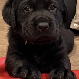 Working Dog Cross Puppies from Happy Hartz