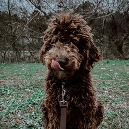 Stella  - Poodle