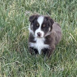 Jasper - Red tri male Miniature Australian Shepherd puppy in Hillsville, Virginia from Lottie's Mini Aussies