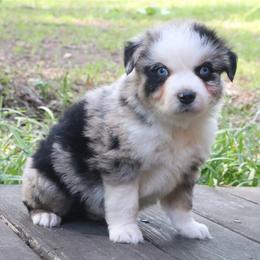 Poppy - Blue merle male Australian Shepherd puppy in Macon, Georgia from Shaina’s Shepherds