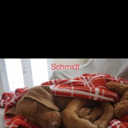 Schmidt - Golden rust Vizsla puppy in Grady, Alabama from Rebel Heart Vizslas