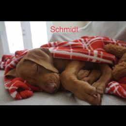 Schmidt - Golden rust Vizsla puppy in Grady, Alabama from Rebel Heart Vizslas