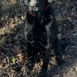 Labrador Retriever All Grown Up from Old Mill Retrievers