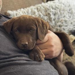 Purple Collar - Chocolate female Labrador Retriever puppy in Somerset, California from Cantina Labs and Cavs