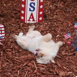 Casper - Red speckled male Australian Cattle Dog puppy in Buffalo Valley, Tennessee from Buffalo Valley Breeders