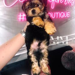 Double Doodle and Morkie Puppies from McCormack Morkies + Merle Doodles