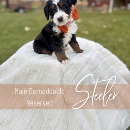 Steeler - Tri-color male Bernedoodle puppy in Buda, Illinois from Hamilton Farm Doodles