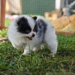 Oreo - Black parti male Pomeranian puppy in Saint Ignatius, Montana from Pomeranians Montana