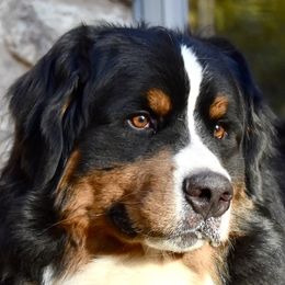 Frankie - Bernese Mountain Dog