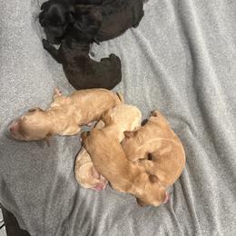 Boy 1 - Black male Whoodle puppy in Pima, Arizona from Schmidt's K9s
