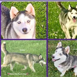 Snovia - Pomsky