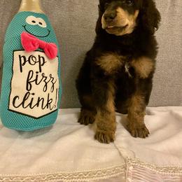 Poodle Puppies from Cosmic Caliber Standard Poodles