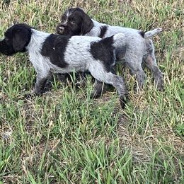 Wirehaired Pointing Griffon Puppies from High Point Griffons
