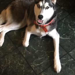 Siberian Husky Puppies from Crazy Cookies Huskies